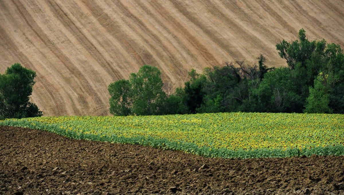 Земельная реформа в Украине: эксперты предупредили о рисках и возможностях