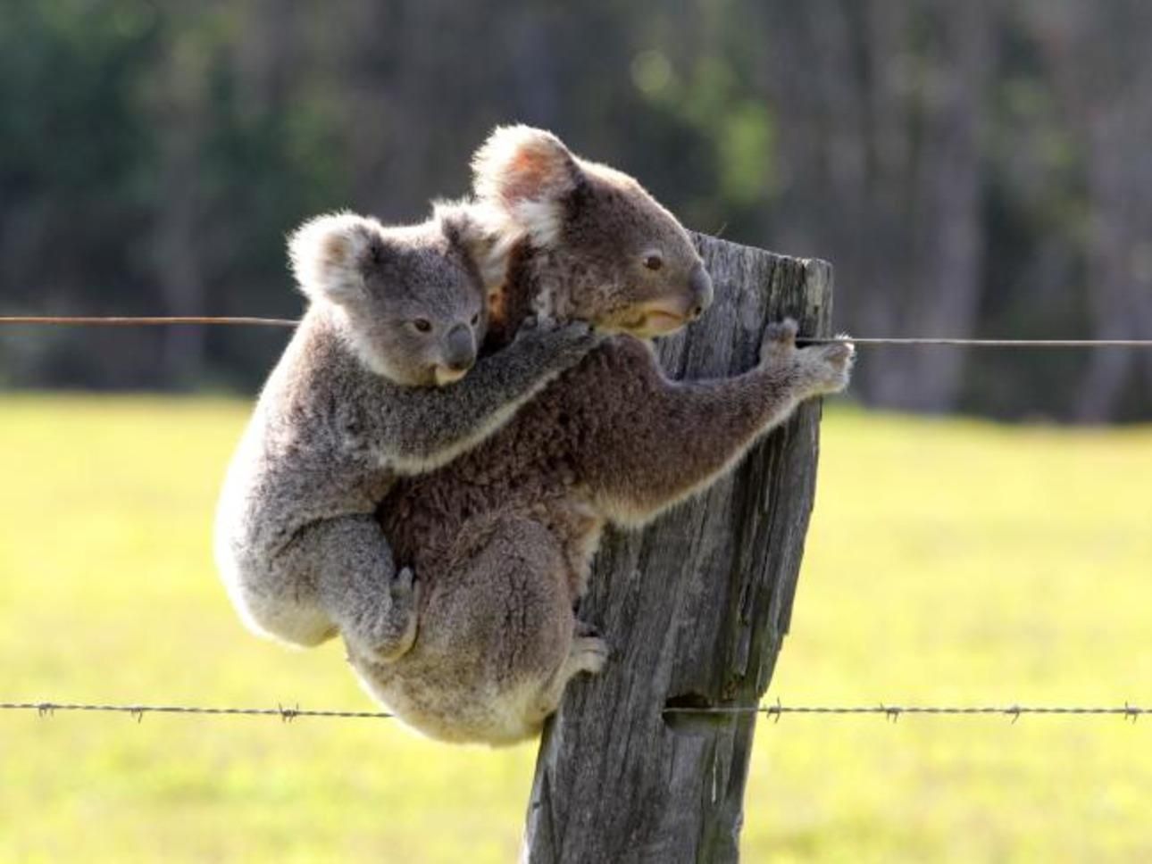 Національна трагедія: лісова пожежа в Австралії знищила сотні коал