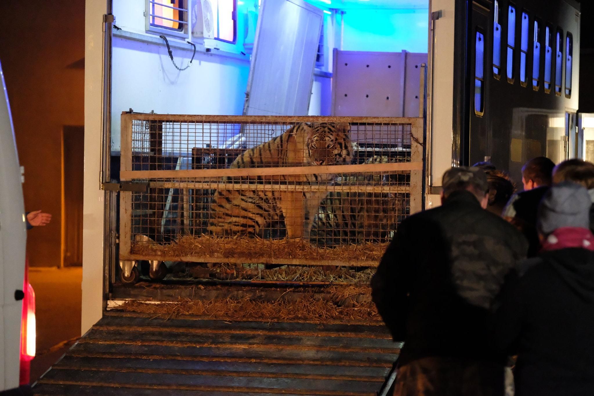 Росіяни відмовилися від тигрів, які в нелюдських умовах застрягли на кордоні