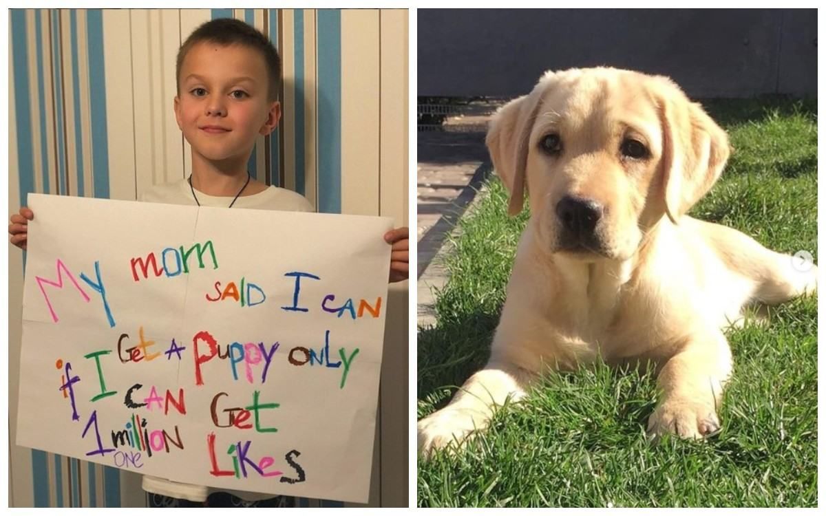 8-летний украинец собрал миллион лайков, чтобы родители купили ему собаку 8-летний украинец собрал миллион лайков, чтобы родители купили ему собаку