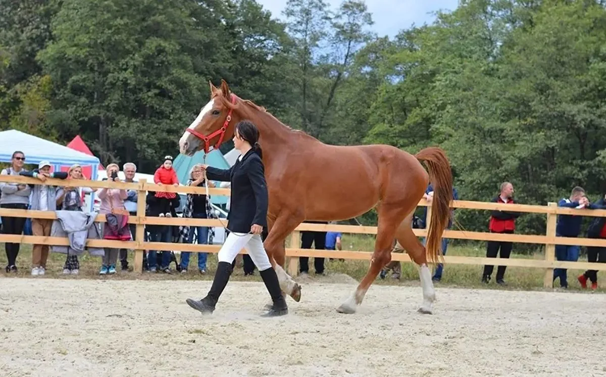 Львів коні карета коні вибігли на лавку кобила Фауна приспали Львів коні карета коні вибігли на лавку кобила Фауна приспали