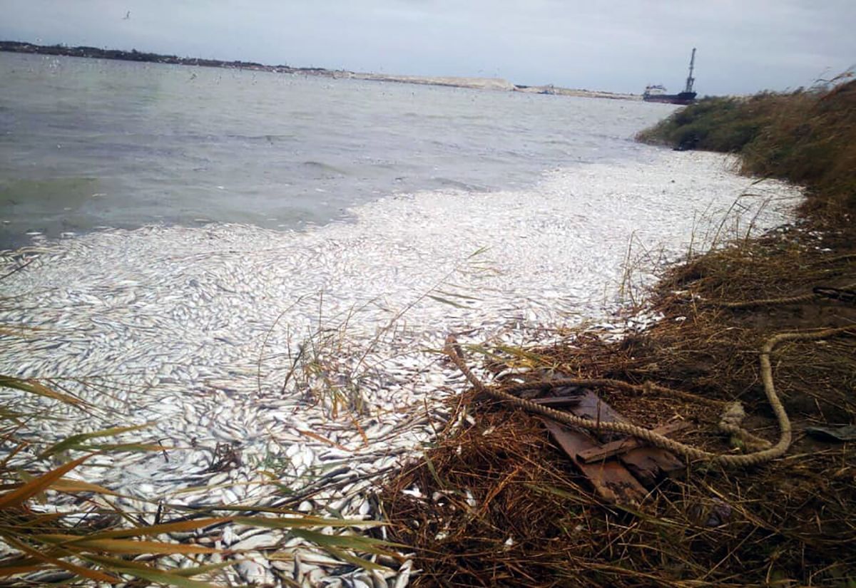 Масове вимирання риби зафіксували у ріці Дніпро на Херсонщині: фото і відео Масове вимирання риби зафіксували у ріці Дніпро на Херсонщині: фото і відео