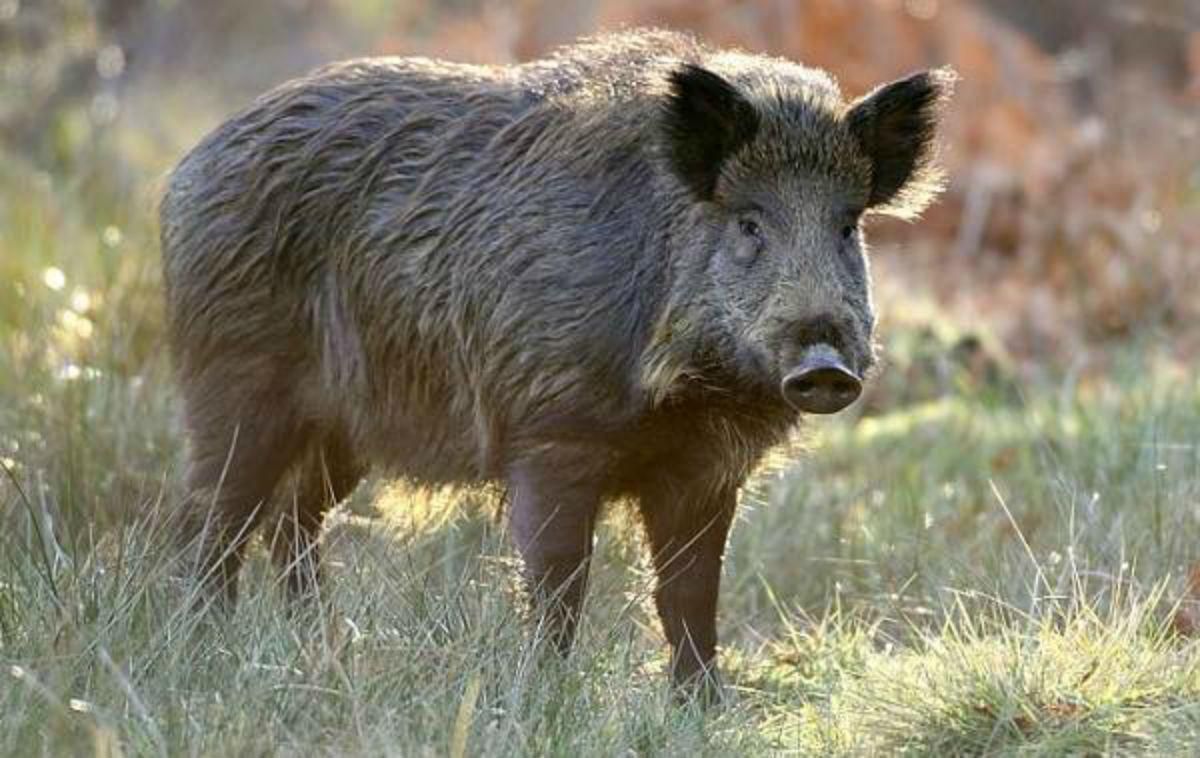 Дикий кабан бегал по улицам Черновцов больше суток: видео Дикий кабан бегал по улицам Черновцов больше суток: видео