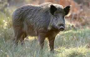 Дикий кабан бегал по улицам Черновцов больше суток: видео