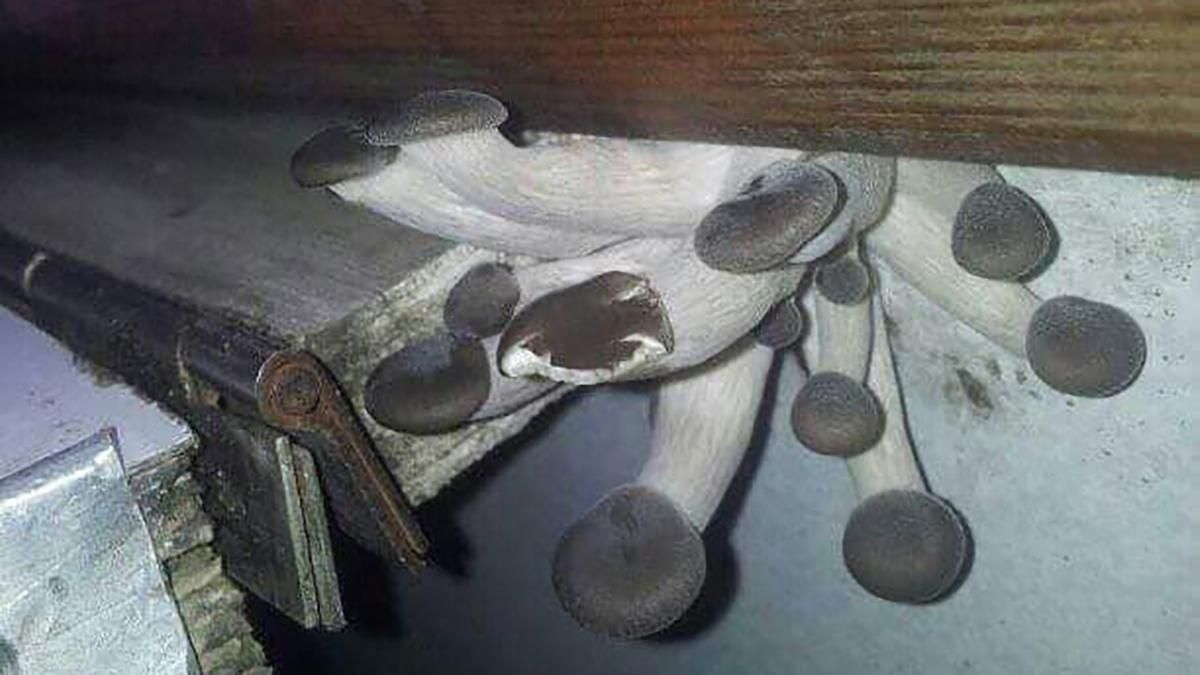 У вагоні Укрзалізниці виріс гриб: фотодоказ У вагоні Укрзалізниці виріс гриб: фотодоказ