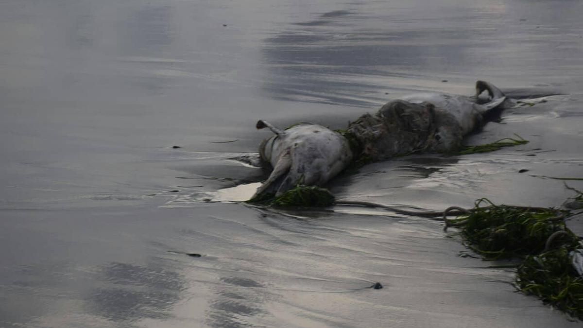В Одесской области мертвого дельфина выбросило на пляж: фото 18+