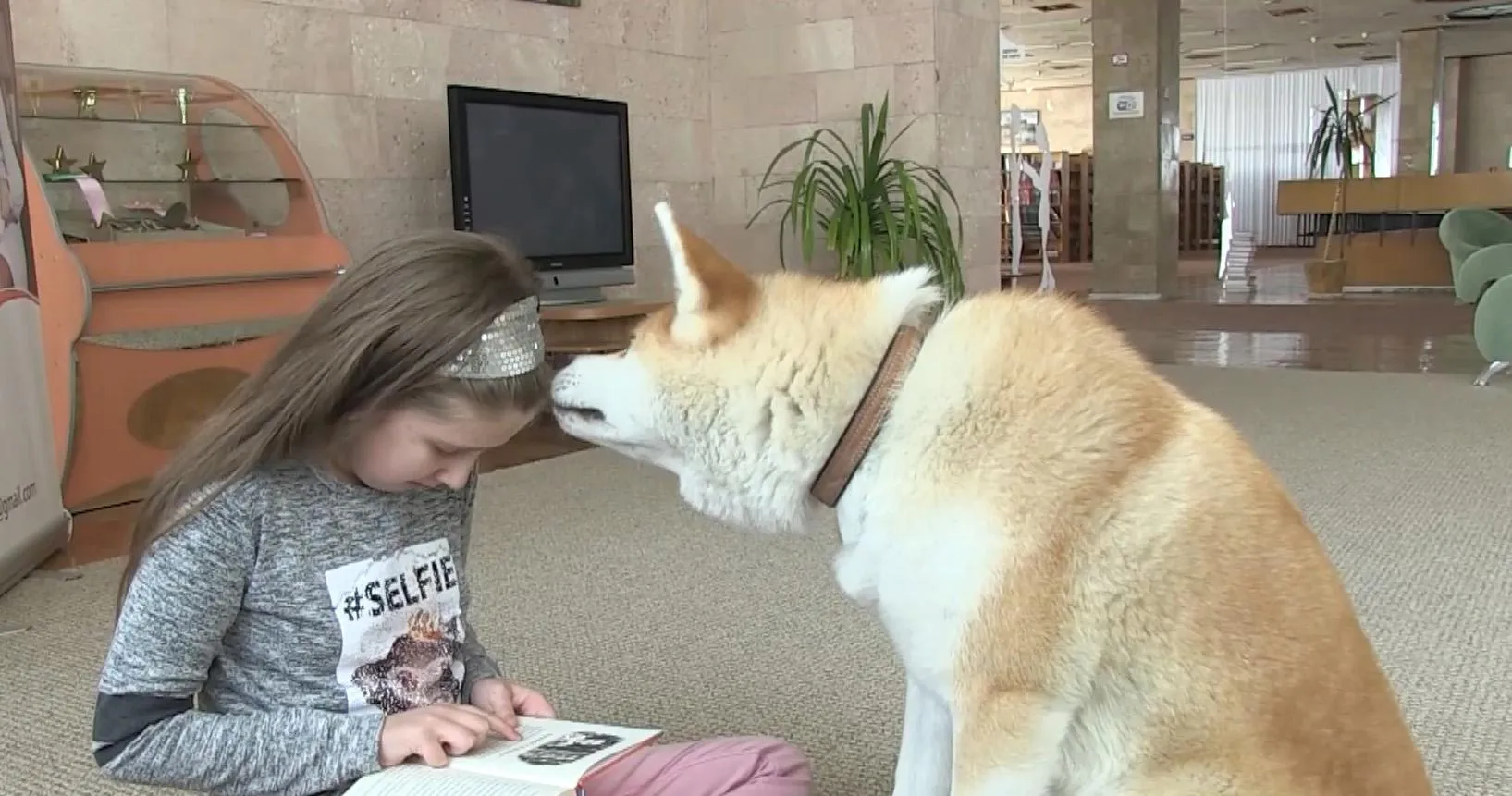 Японська акіта Японська акіта