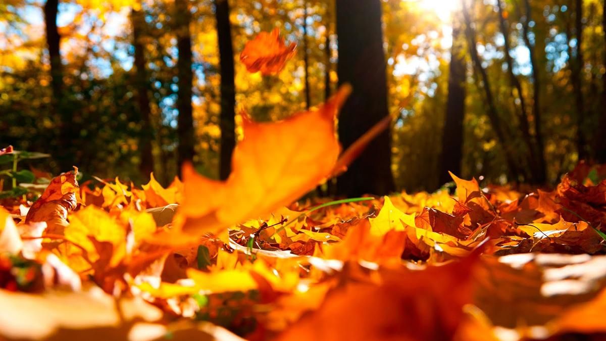 В Киеве зафиксировали самую теплую ночь за 139 лет В Киеве зафиксировали самую теплую ночь за 139 лет