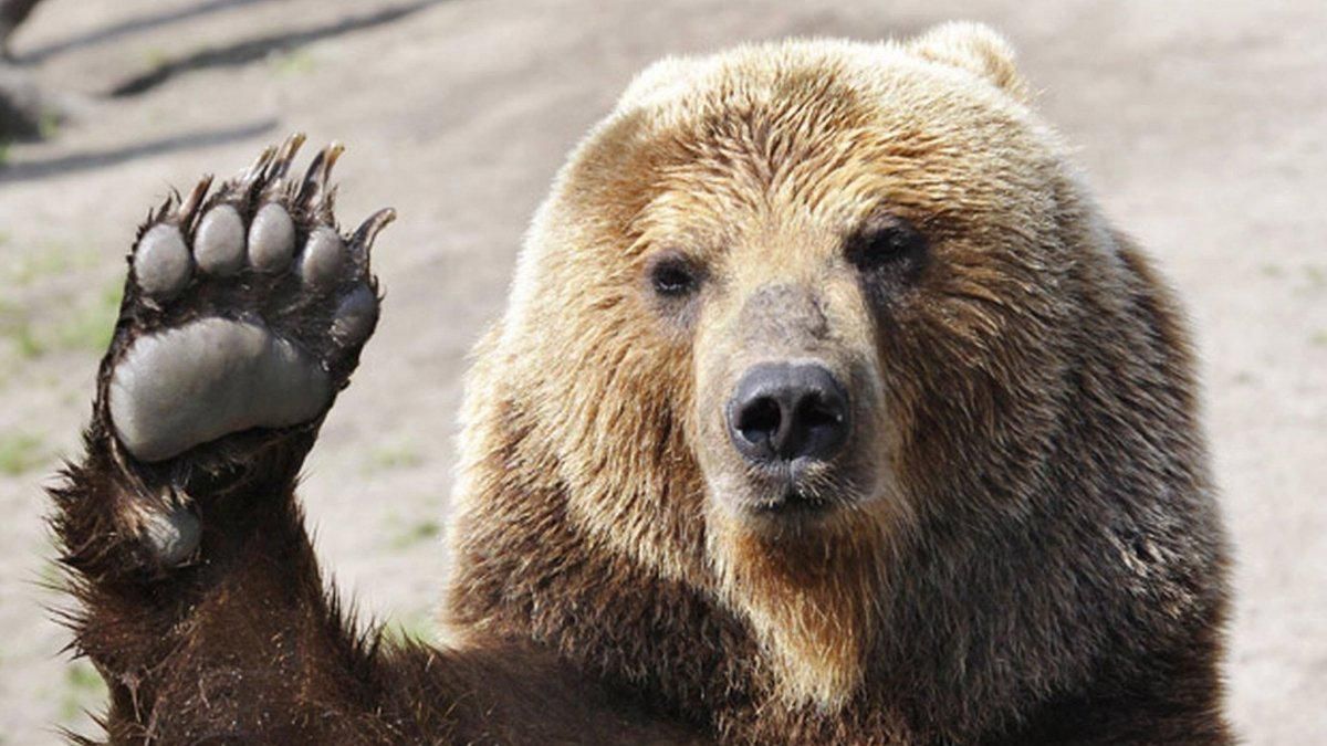 Животных из цирков передадут в заповедники Животных из цирков передадут в заповедники