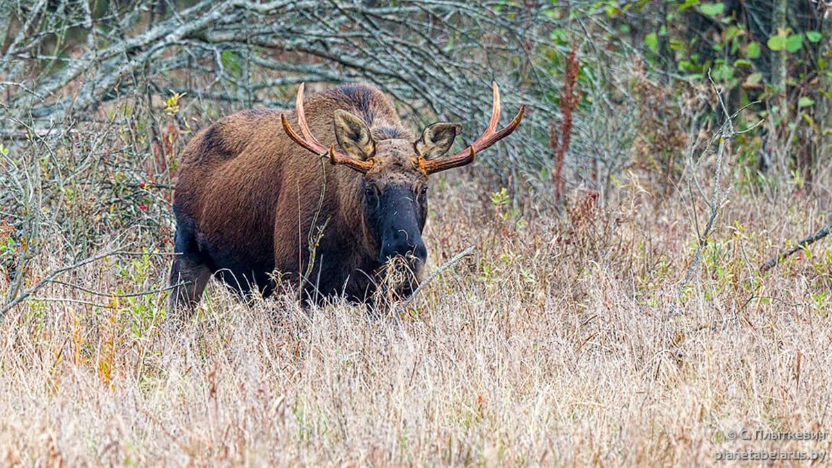 Краснокнижного лося застрелили на Черниговщине: в деле много загадок Краснокнижного лося застрелили на Черниговщине: в деле много загадок
