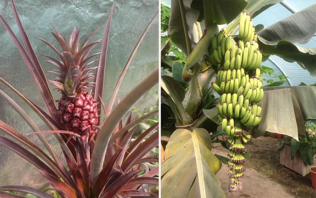 Фруктова плантація відкрилася на Львівщині: скільки коштують дерева з бананами та ківі Фруктова плантація відкрилася на Львівщині: скільки коштують дерева з бананами та ківі