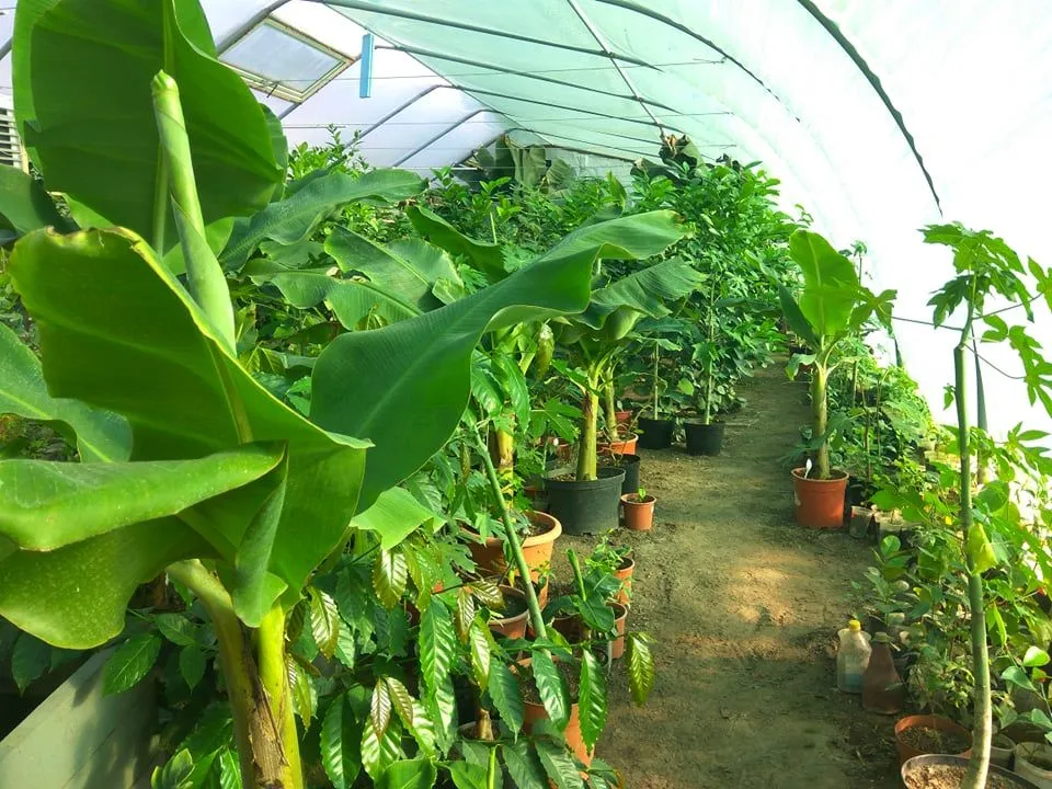 Бананова ферма на Львівщині Бананова ферма на Львівщині