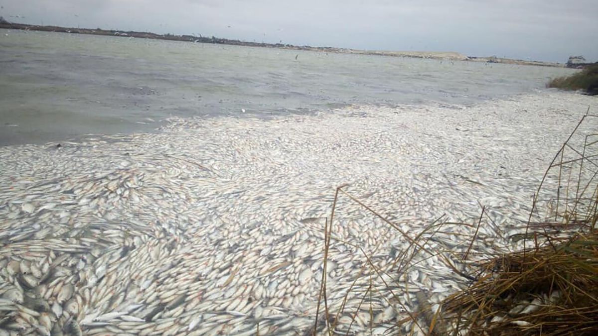 Відомо, чому на Херсонщині масово вимерла риба
