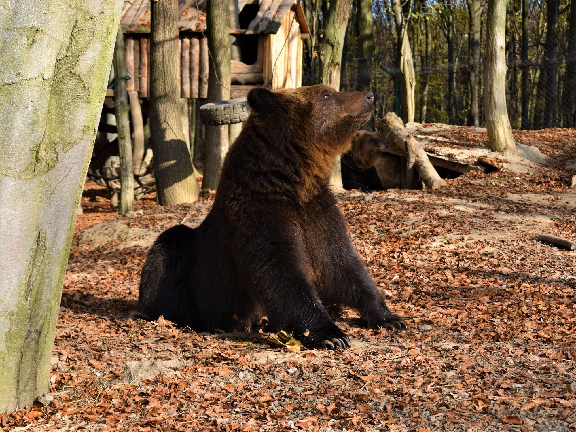 Weather bear. Погода медведь.