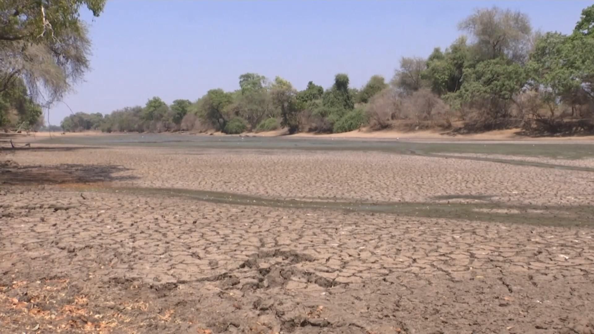 Найжорсткіша посуха в історії: у Південній Африці загинули понад 100 слонів Найжорсткіша посуха в історії: у Південній Африці загинули понад 100 слонів