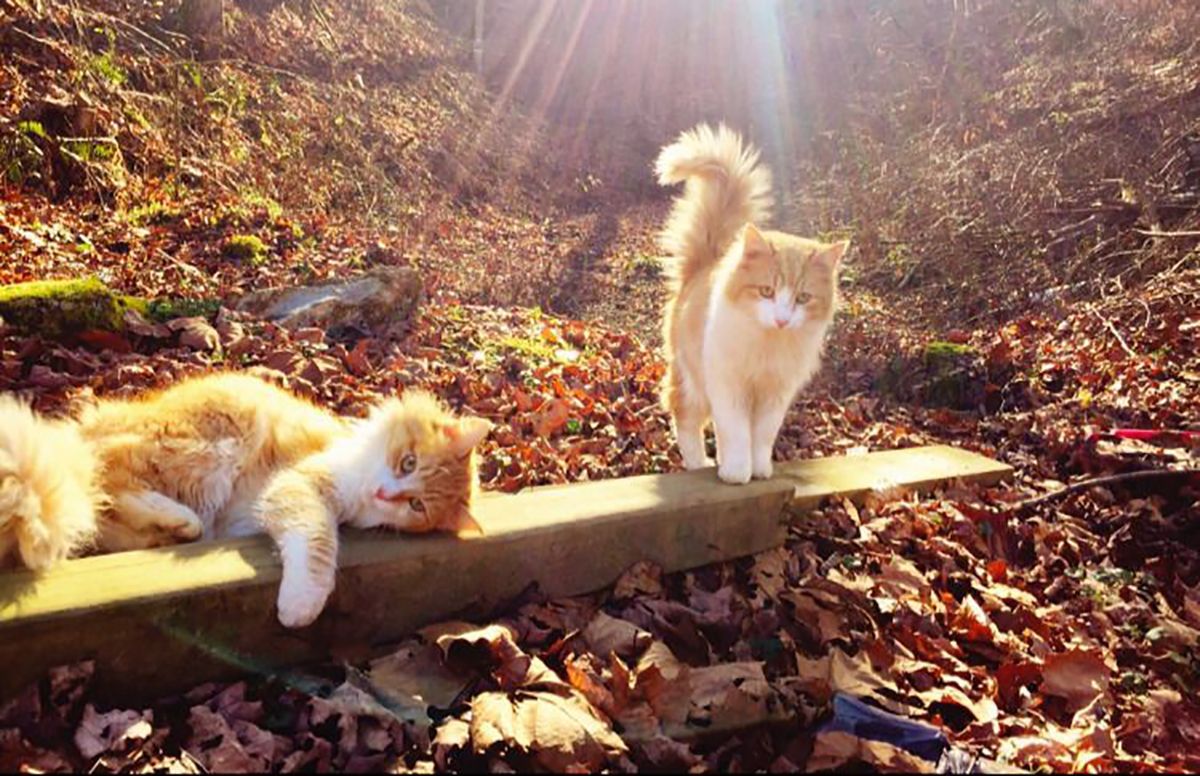 Погода 11 ноября 2019 Украина: какую погоду обещает синоптик Погода 11 ноября 2019 Украина: какую погоду обещает синоптик