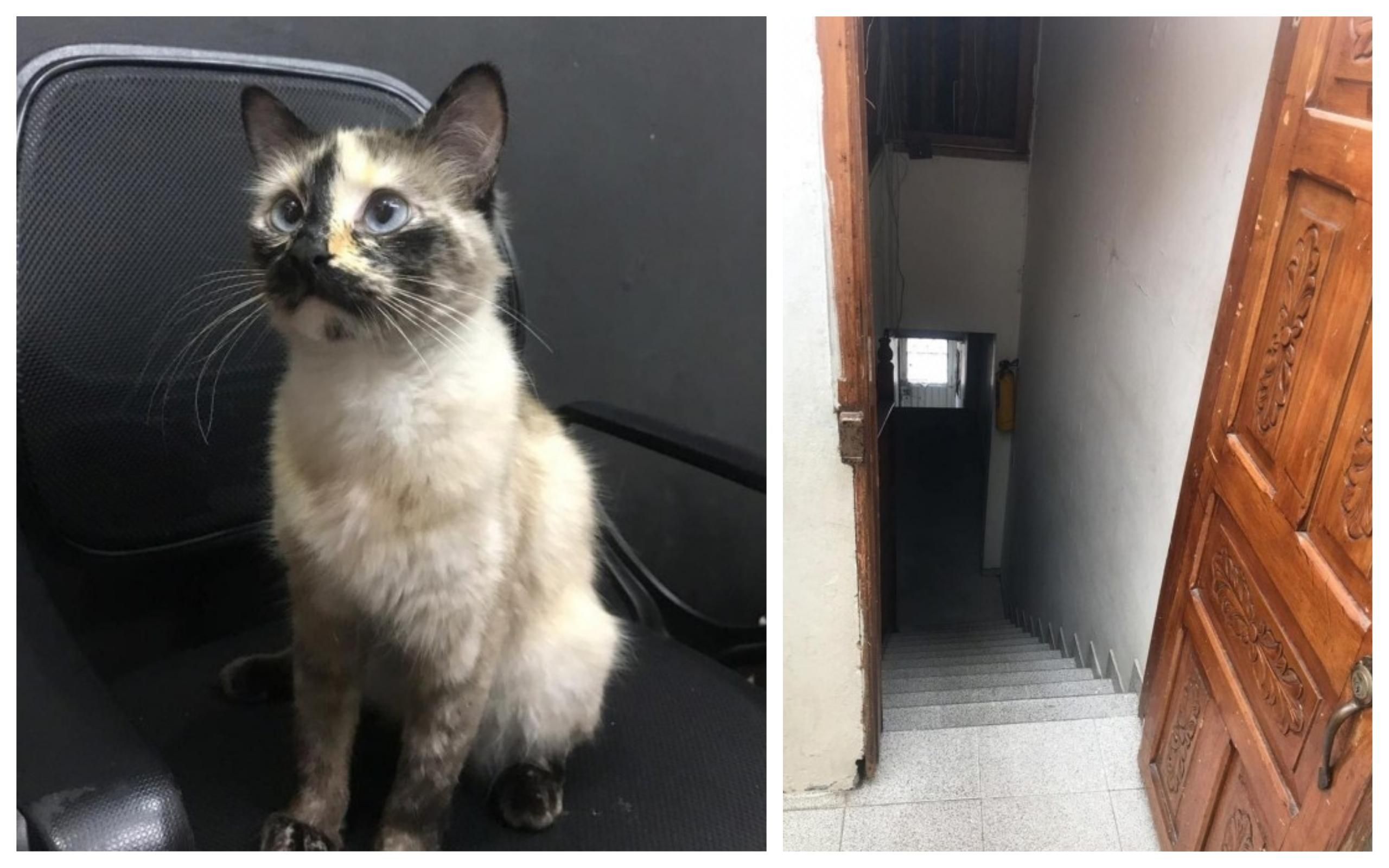 Кішка врятувала немовля від загибелі в Колумбії: подія потрапила на відео Кішка врятувала немовля від загибелі в Колумбії: подія потрапила на відео