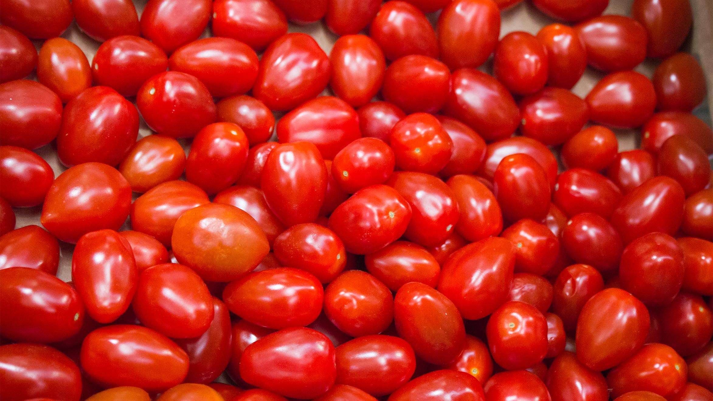 В Україну намагалися завезти величезну партію заражених помідорів 