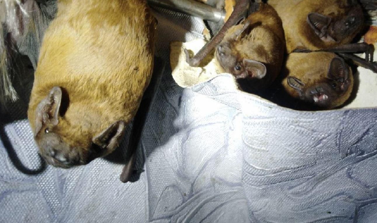 Знайшли, де зимувати: 120 летючих мишей оселились на балконі в киянина – вражаючі фото Знайшли, де зимувати: 120 летючих мишей оселились на балконі в киянина – вражаючі фото