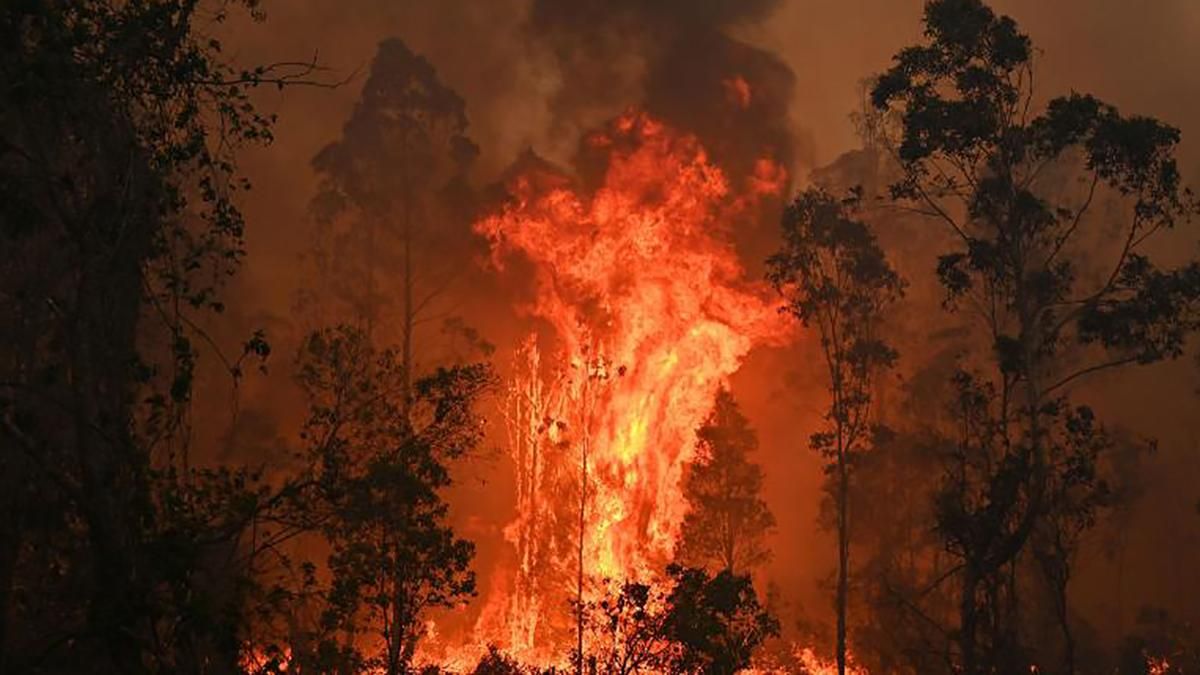 Лесные пожары в Австралии 2019 - видео, фото пожара - новости мира