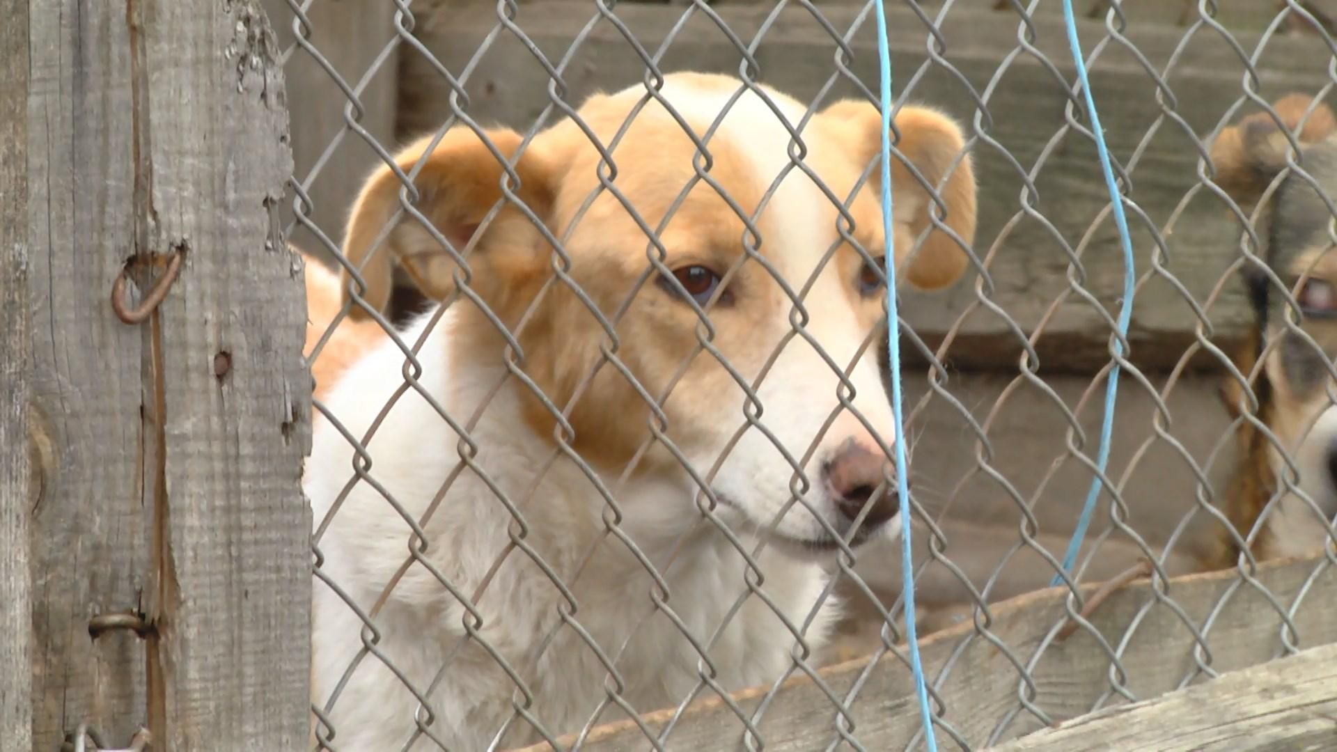 Реєстрація домашніх тварин: як не загубити улюбленців Реєстрація домашніх тварин: як не загубити улюбленців