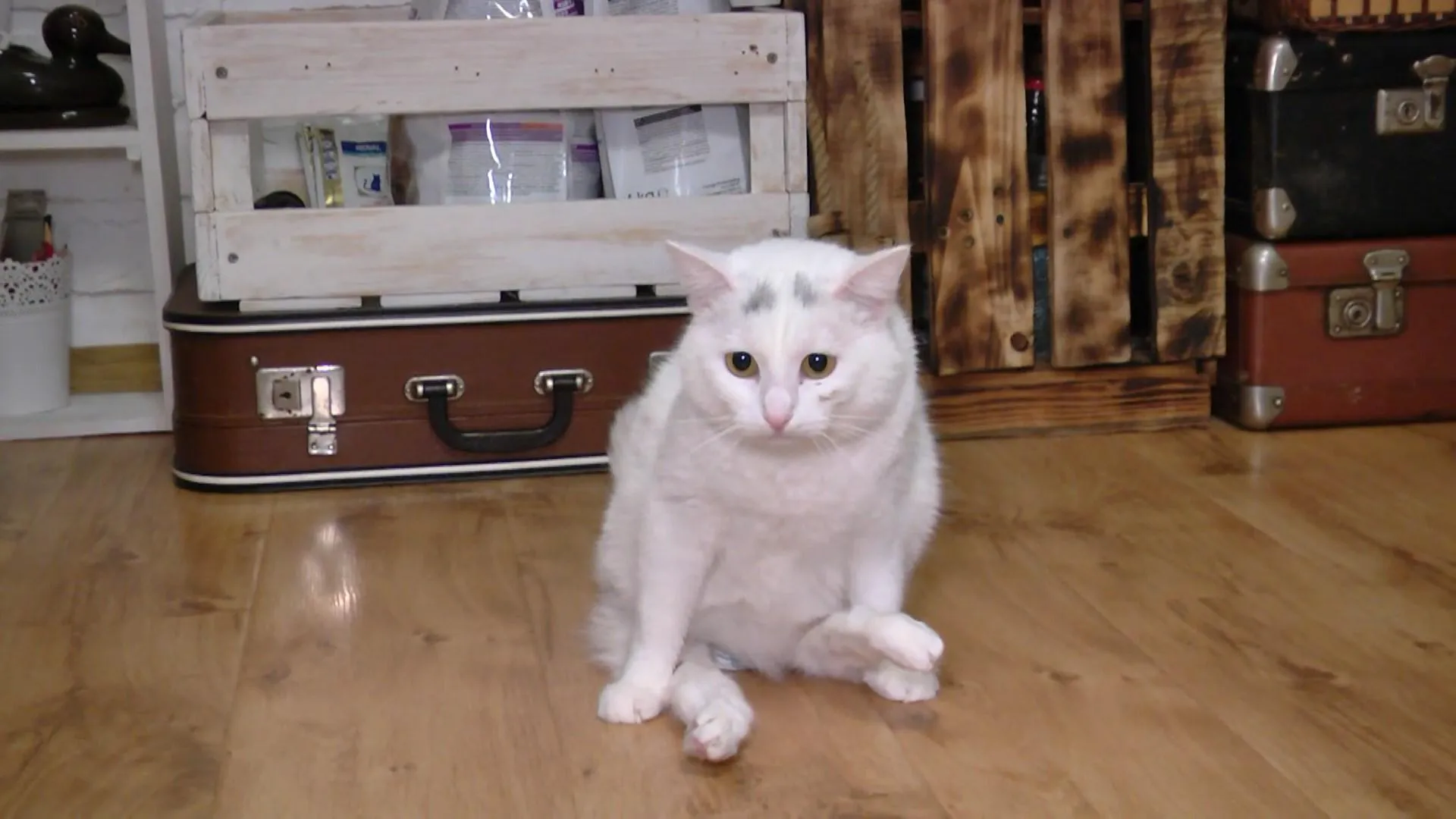 Кішка Кішка