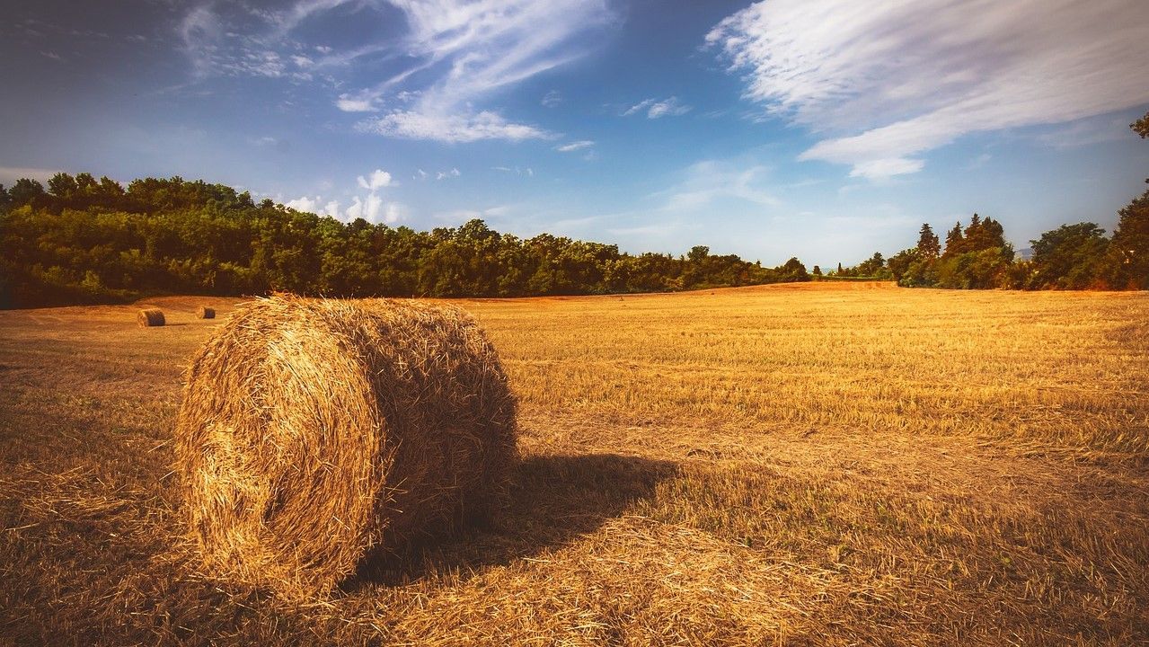 Скасування мораторію на продаж землі 2019 - за і проти - опитування Скасування мораторію на продаж землі 2019 - за і проти - опитування