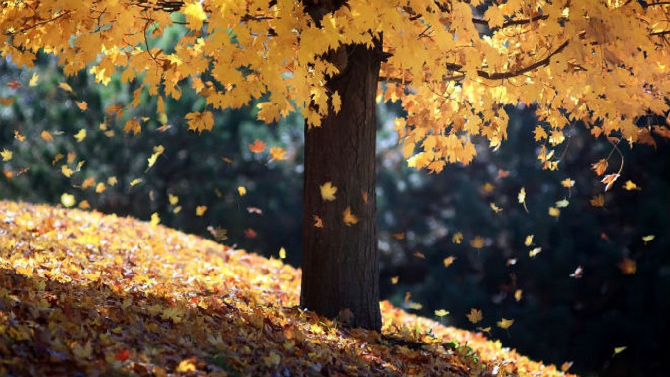 Погода 13 ноября 2019 Украина: какую погоду обещает синоптик