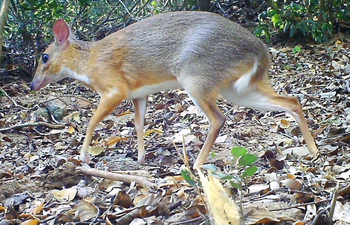 Крохотных мышей-оленей нашли в джунглях Вьетнама: сказочные фото Крохотных мышей-оленей нашли в джунглях Вьетнама: сказочные фото