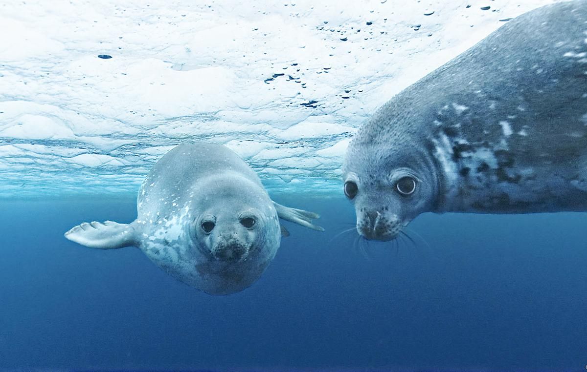 Через зміни клімату світом шириться вірус, який вбив понад 20 тисяч тварин Через зміни клімату світом шириться вірус, який вбив понад 20 тисяч тварин