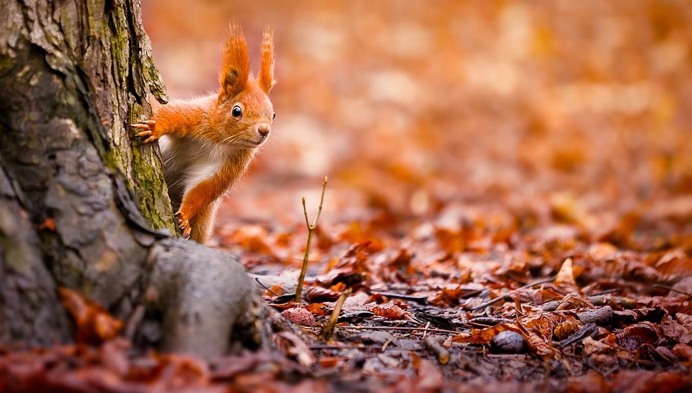 Погода 18 листопада 2019 Україна – яку погоду обіцяє синоптик Погода 18 листопада 2019 Україна – яку погоду обіцяє синоптик