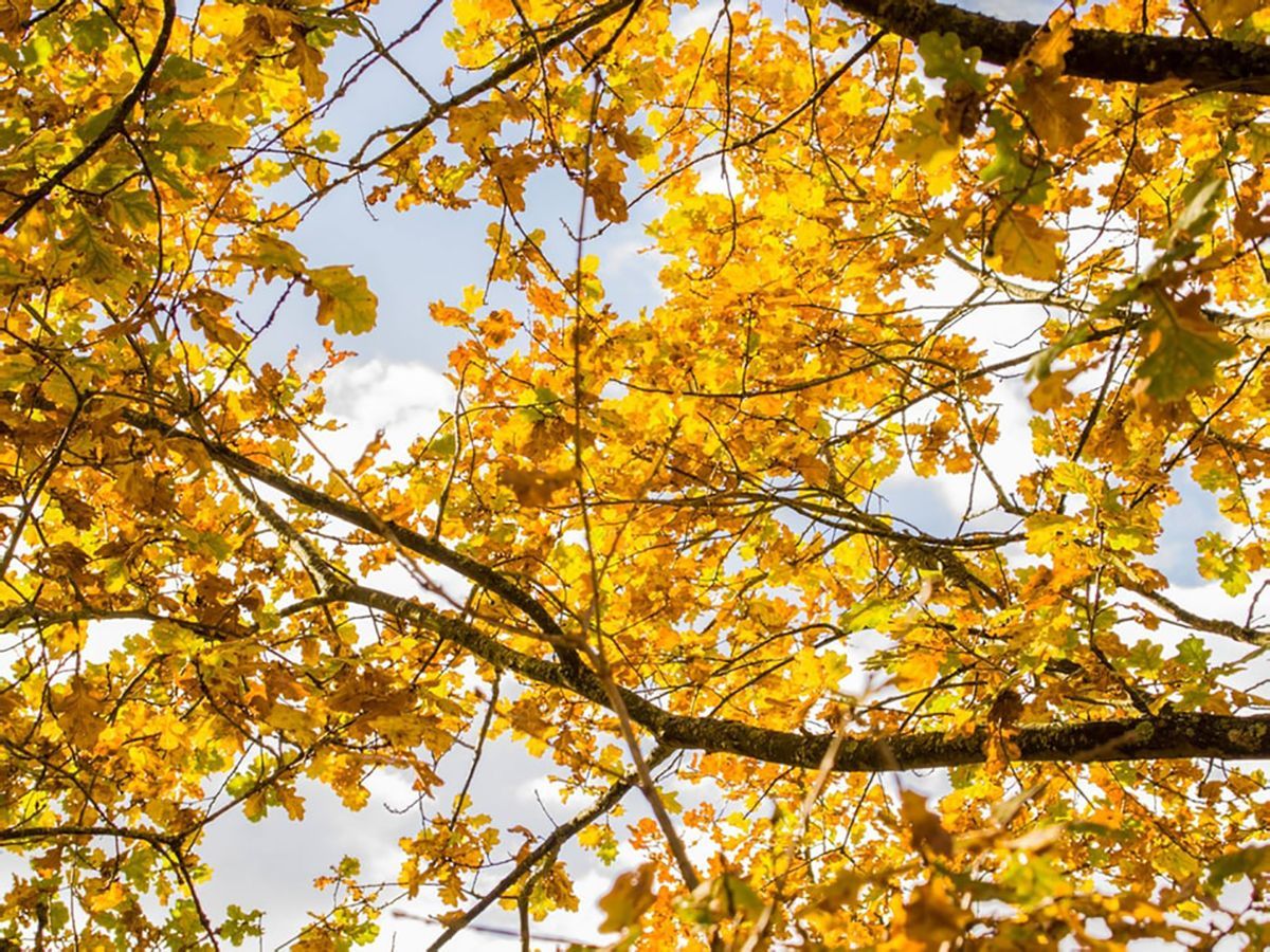 Погода 16 листопада 2019 Україна – прогноз погоди від синоптика Погода 16 листопада 2019 Україна – прогноз погоди від синоптика