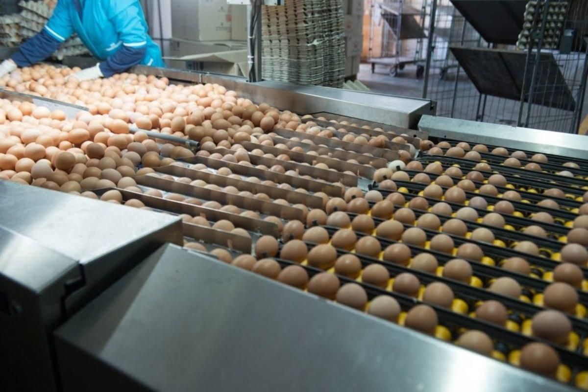 "Союз птицеводов Украины" выступил в защиту агрохолдинга "Авангард" Олега Бахматюка "Союз птицеводов Украины" выступил в защиту агрохолдинга "Авангард" Олега Бахматюка