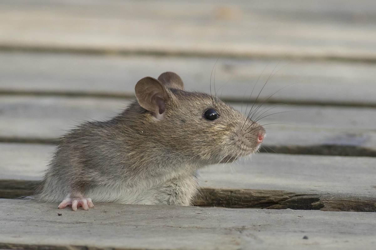 Огромная крыса бегала по супермаркету Львова: возмутительное видео