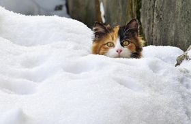 Когда в Украине выпадет снег: прогноз