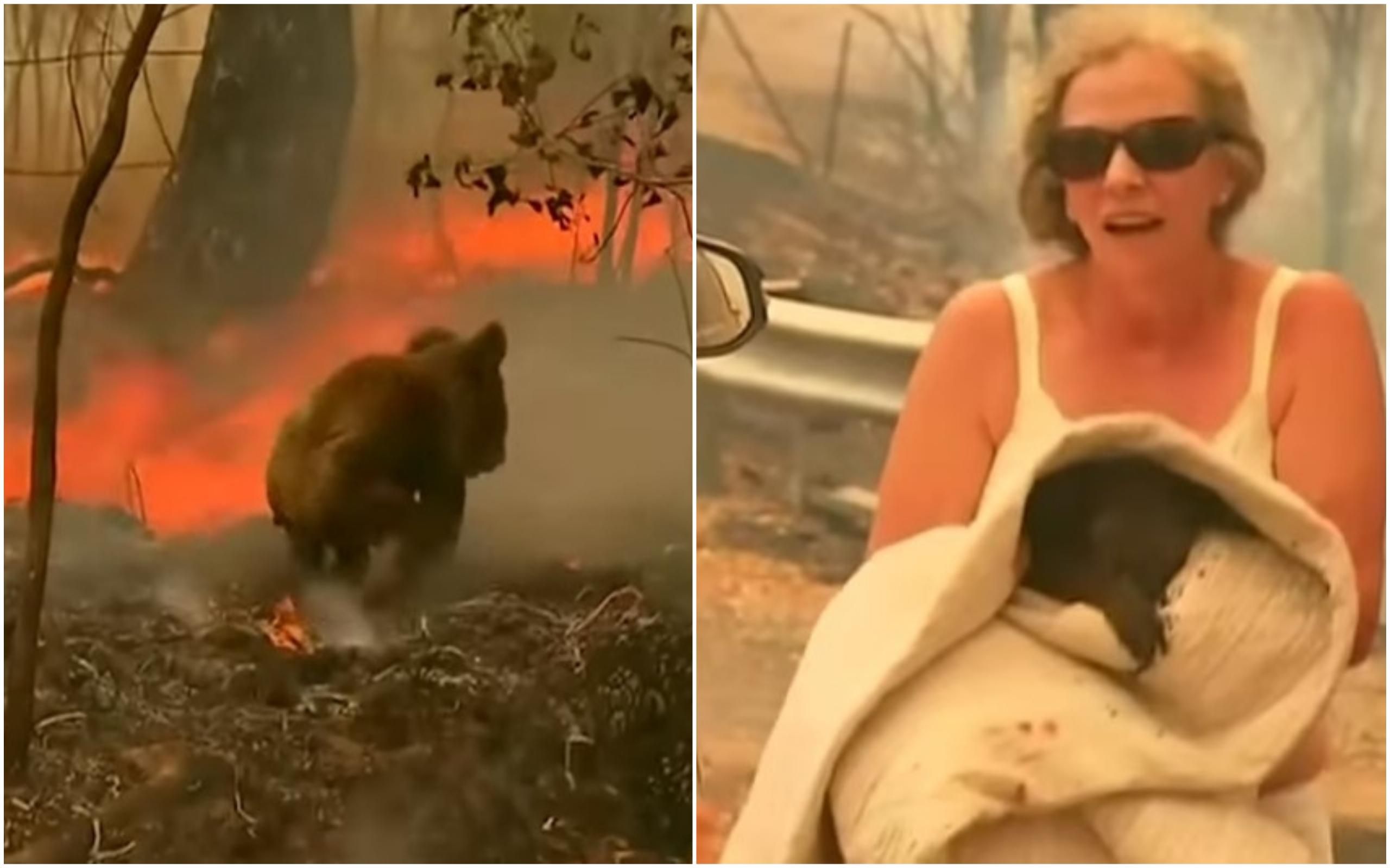В Австралии женщина спасла коалу из лесного пожара: чувственное видео