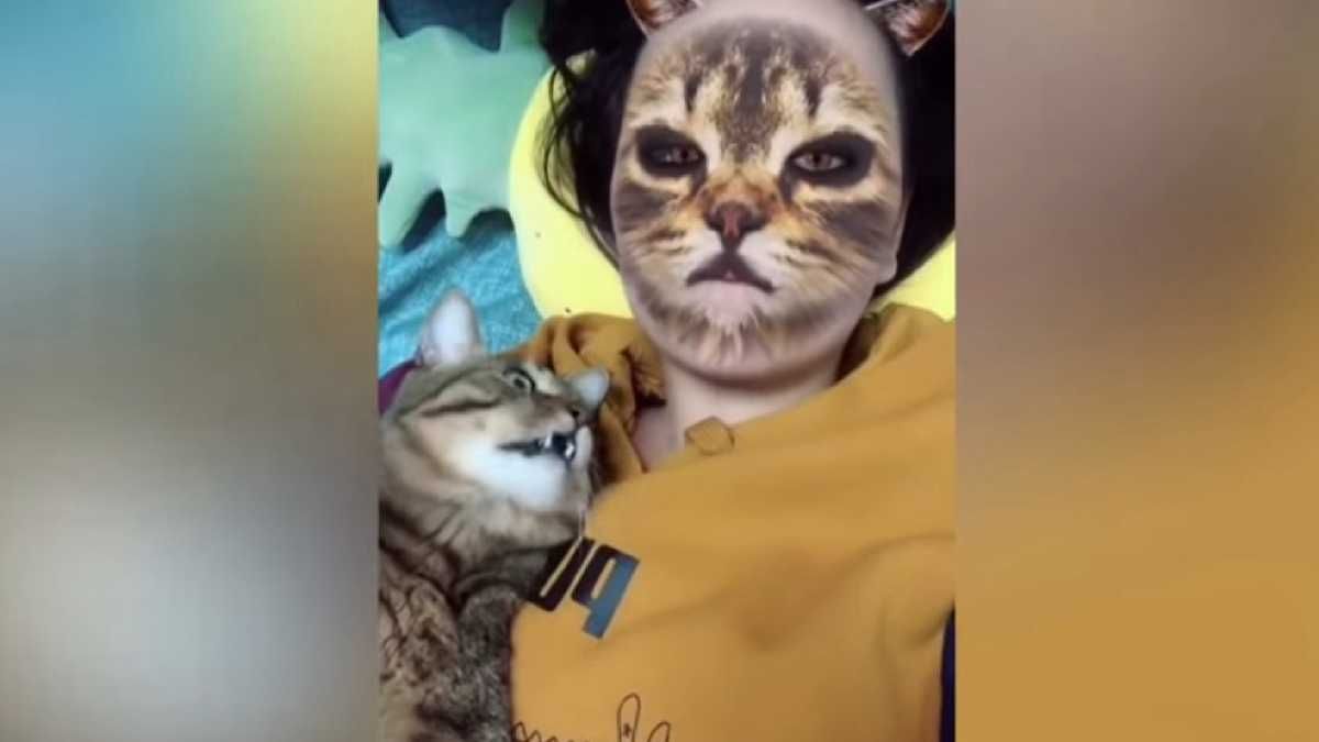 Видео дня: как коты реагируют на животные фильтры в Instagram