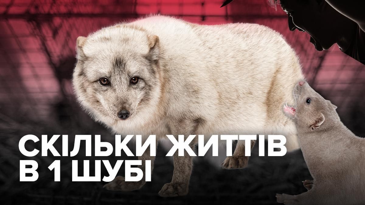 Скільки тварин іде на виготовлення однієї шуби: інфографіка Скільки тварин іде на виготовлення однієї шуби: інфографіка