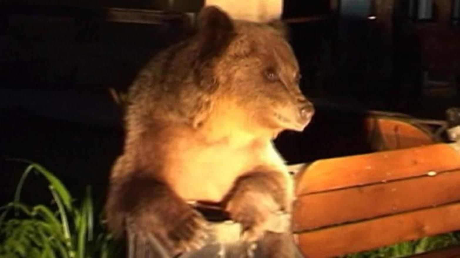 Румыния страдает от нашествия медведей, есть жертвы: шокирующее видео Румыния страдает от нашествия медведей, есть жертвы: шокирующее видео