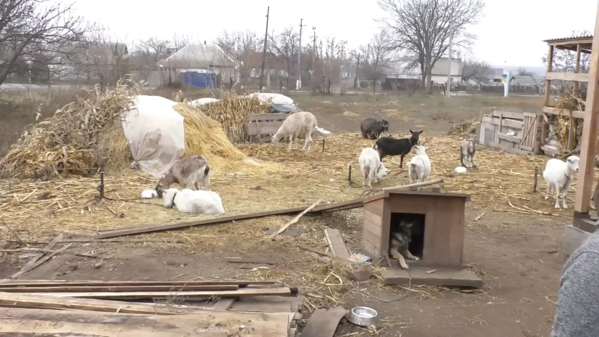 Тварини радо зустрічають дітей