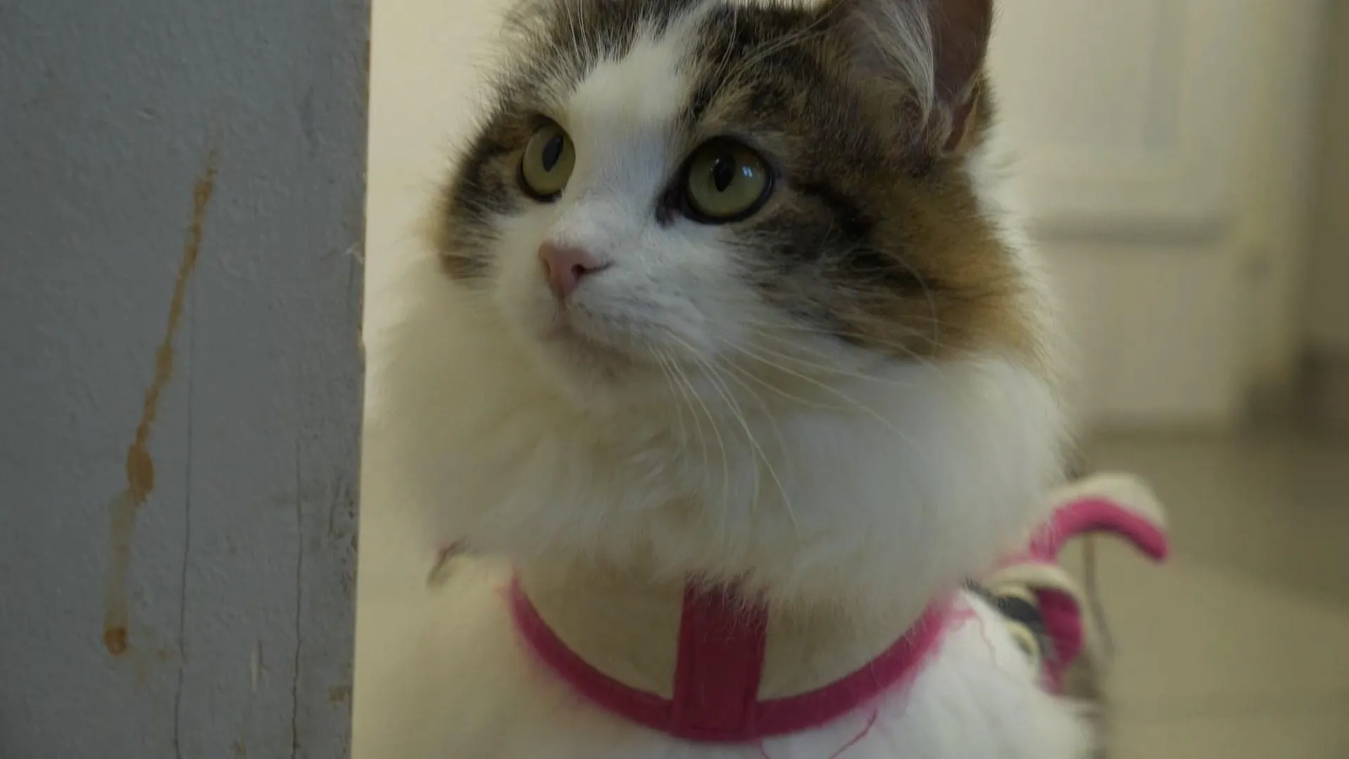 світ тварин світ тварин