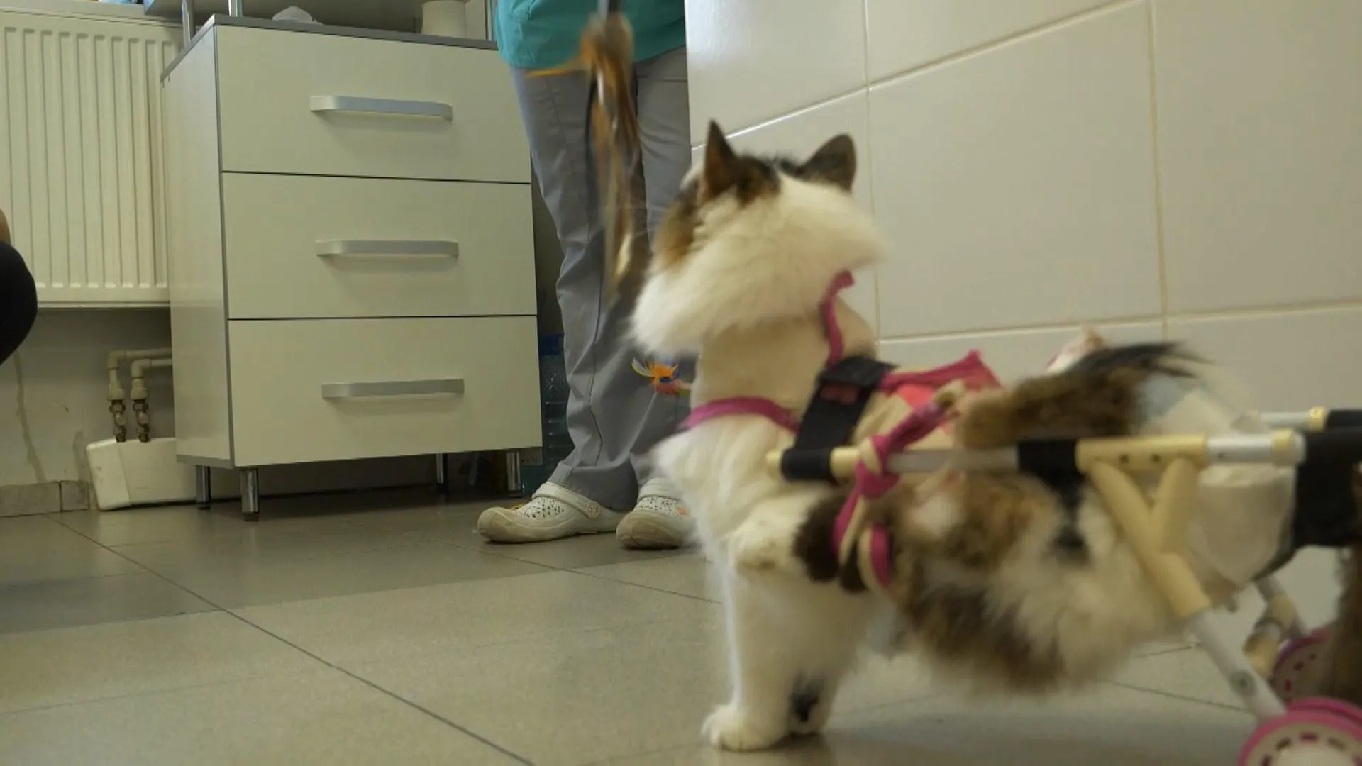 світ тварин світ тварин