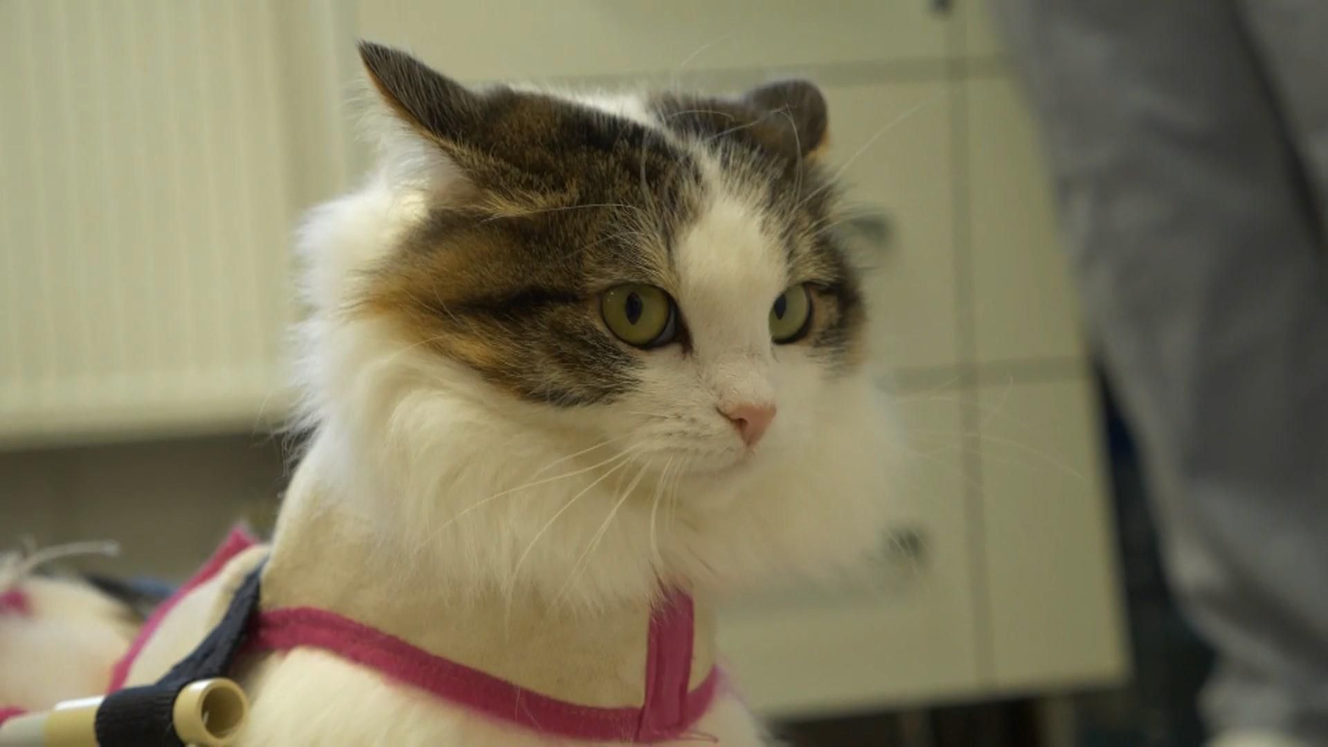 В Харькове спасли кошку, которая не могла двигаться: теперь ей ищут дом