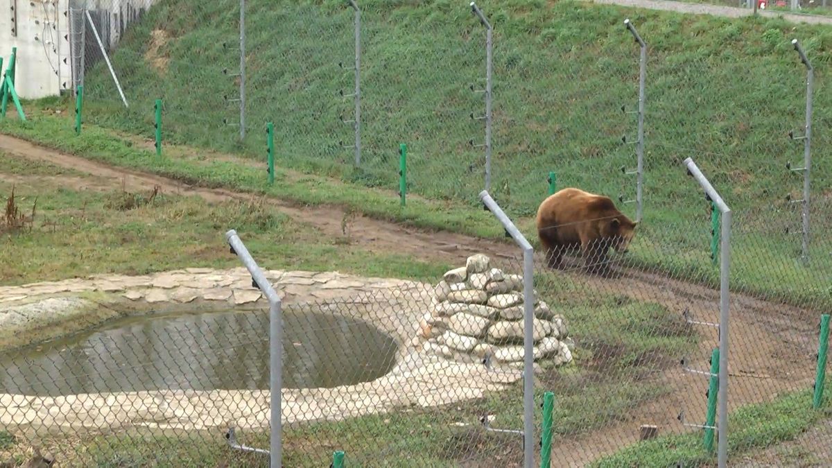 Как медведи готовятся к зимней спячке в приюте под Львовом: фото и видео Как медведи готовятся к зимней спячке в приюте под Львовом: фото и видео