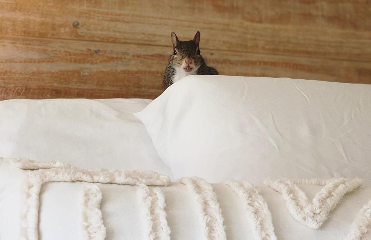 Домашня білка-блогерка підкорила мережу: милі фото та відео Домашня білка-блогерка підкорила мережу: милі фото та відео