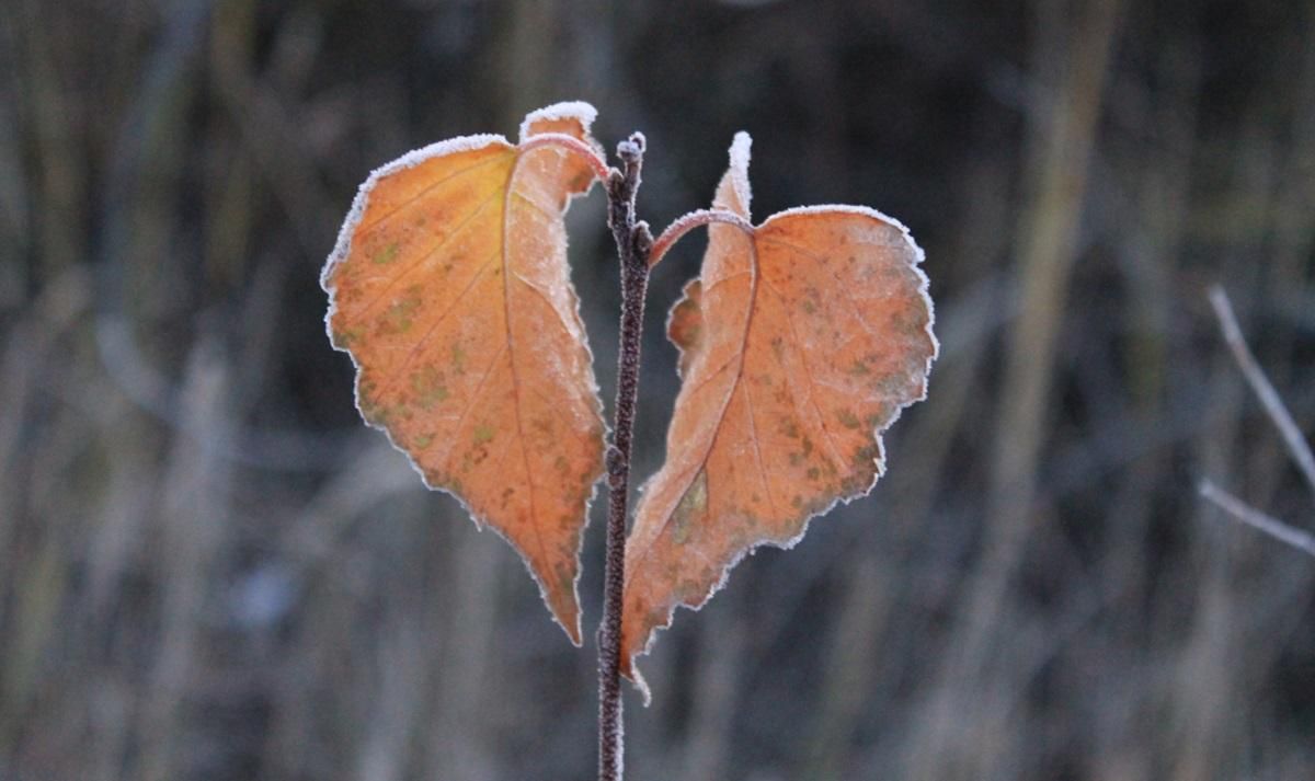 Погода 26 листопада 2019 Україна: синоптик обіцяє мороз, без опадів Погода 26 листопада 2019 Україна: синоптик обіцяє мороз, без опадів