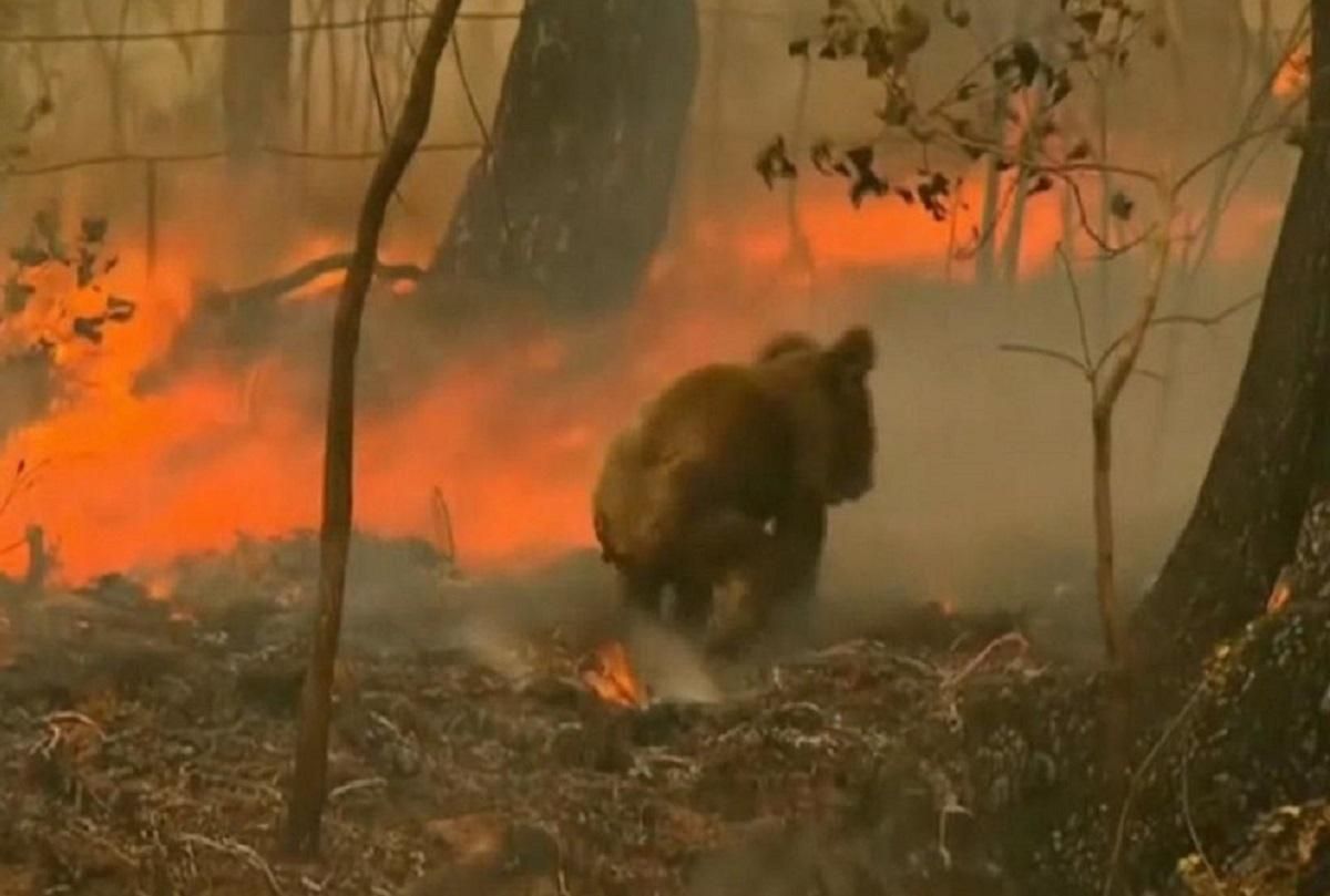 Померла знаменита коала, яку врятували з лісової пожежі в Австралії Померла знаменита коала, яку врятували з лісової пожежі в Австралії
