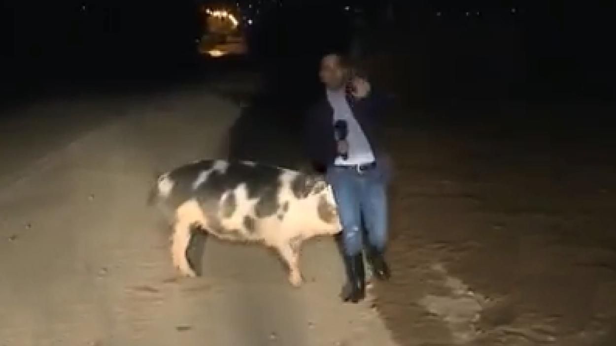 На журналіста напала свиня у прямому ефірі: курйозне відео