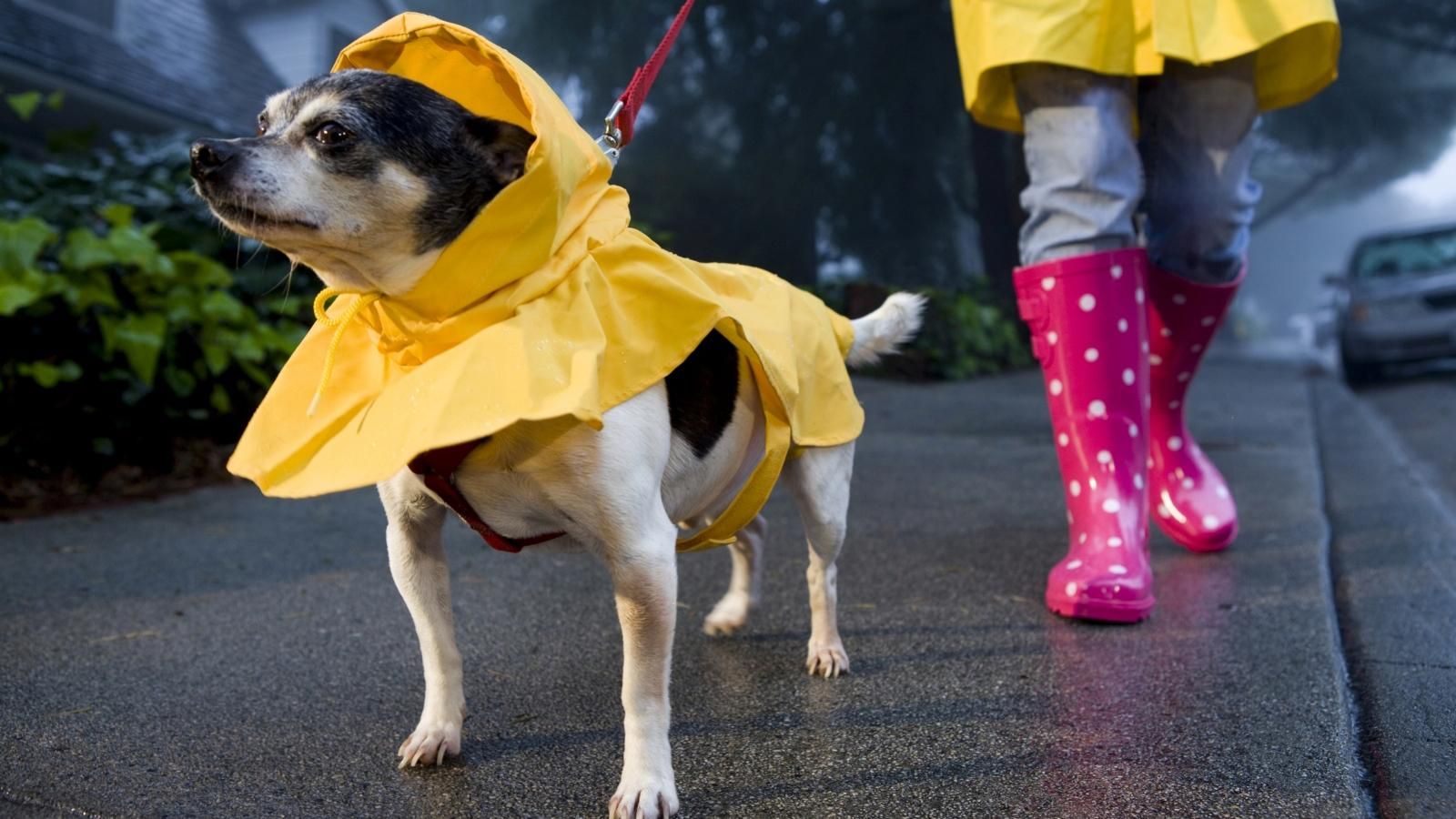 Погода 28 листопада 2019 – прогноз погоди від синоптика Погода 28 листопада 2019 – прогноз погоди від синоптика