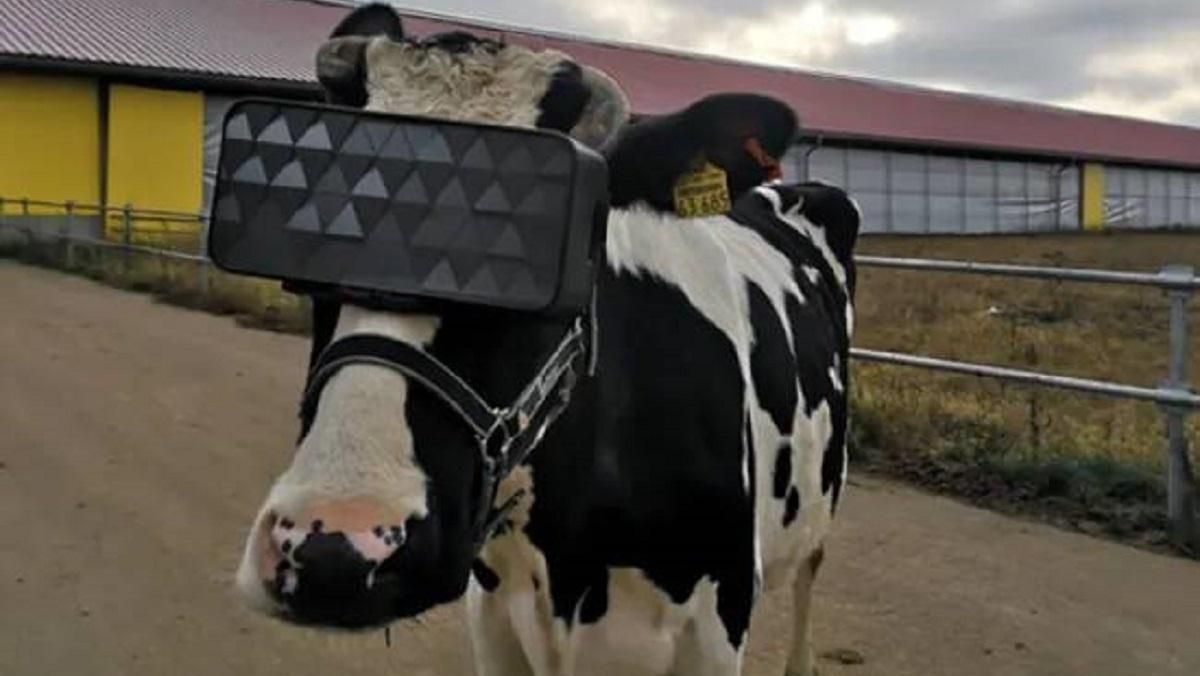 У Росії на корів одягнули VR окуляри для того, щоб "випасати" тварин на віртуальному полі